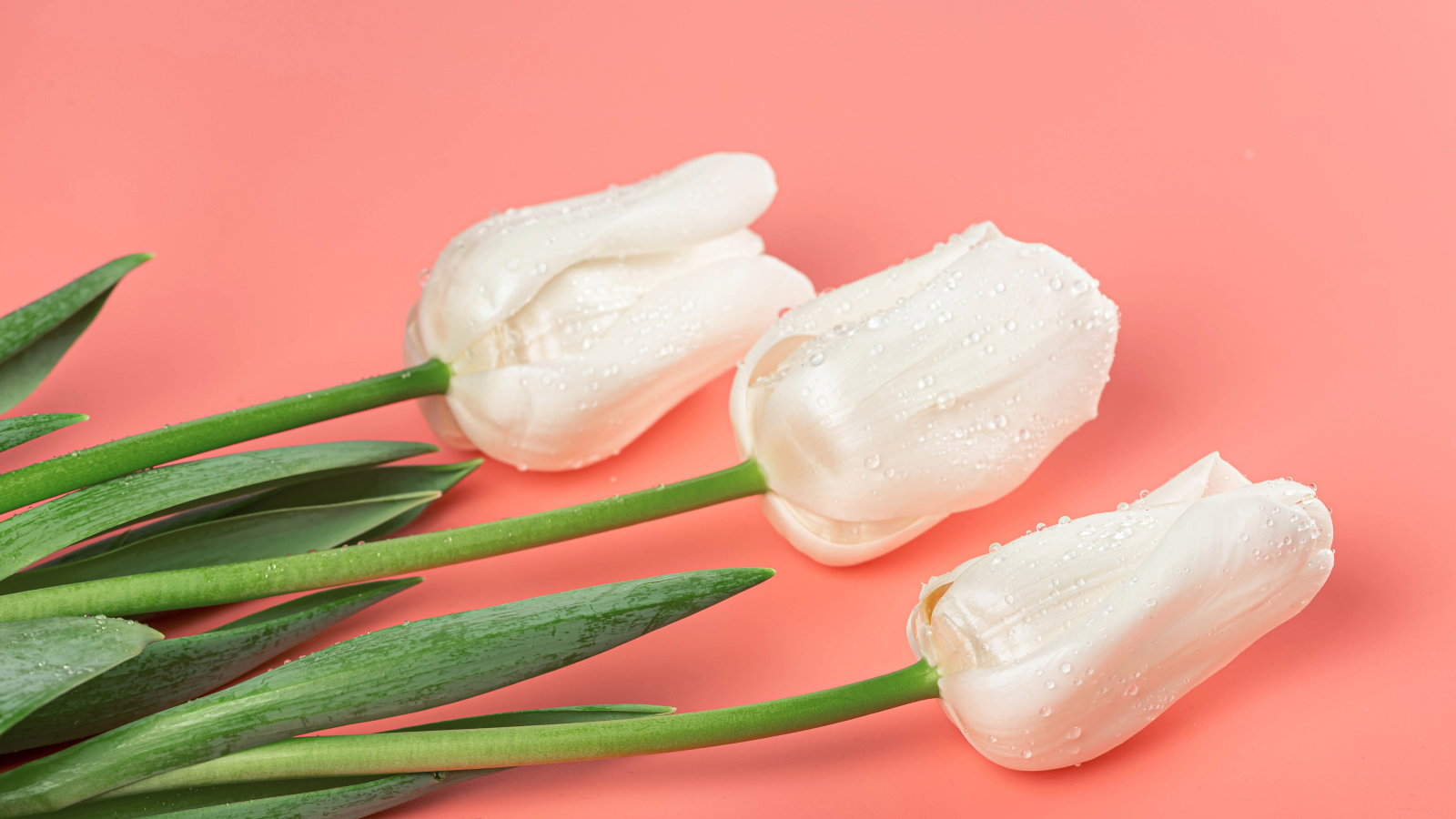 Три красивых нежных белых тюльпана на розовом фоне