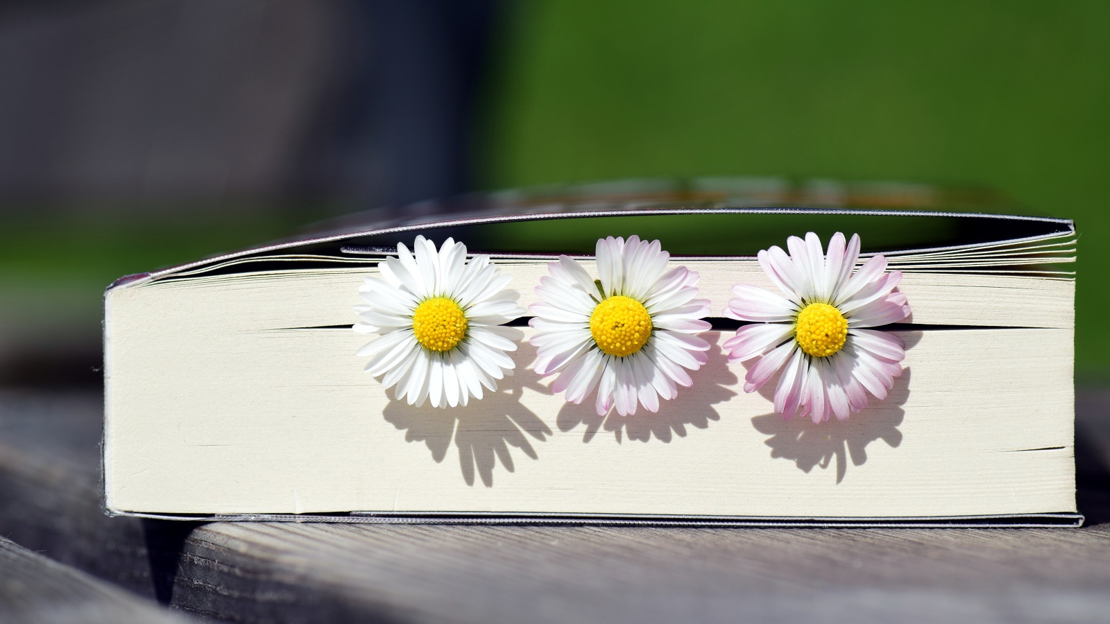 Три цветка маргаритки лежат в книге 