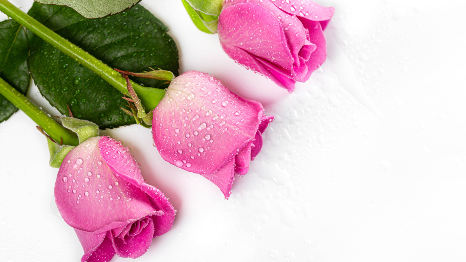 Три розовые розы в каплях росы на белом фоне 