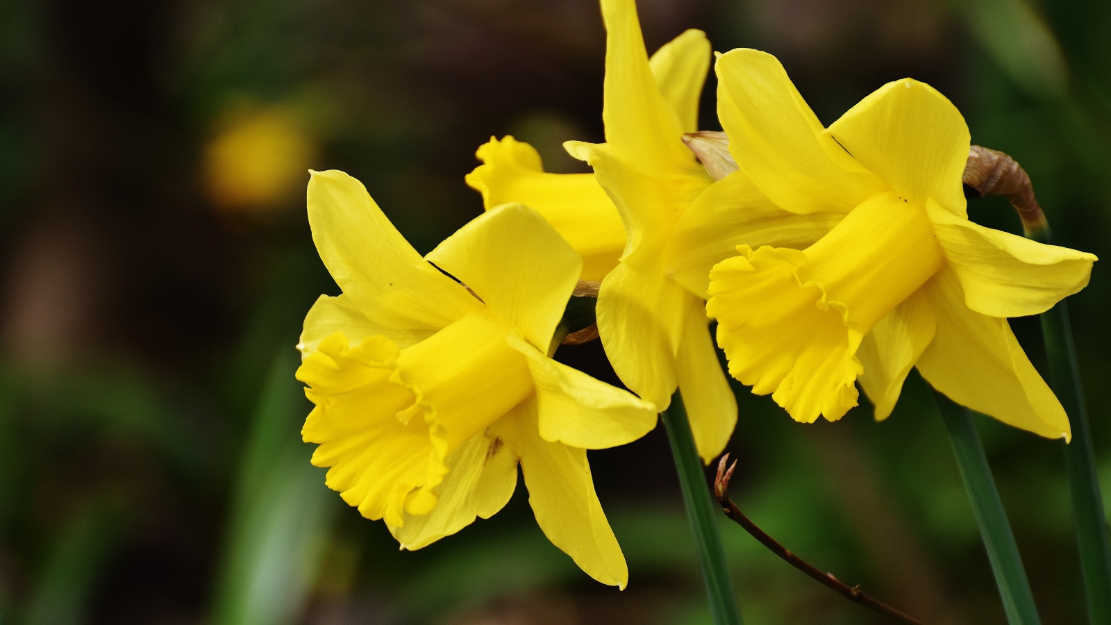 Три  желтых весенних нарцисса крупным планом