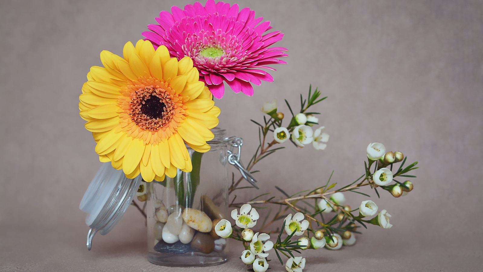 Два цветка герберы с белыми на сером фоне