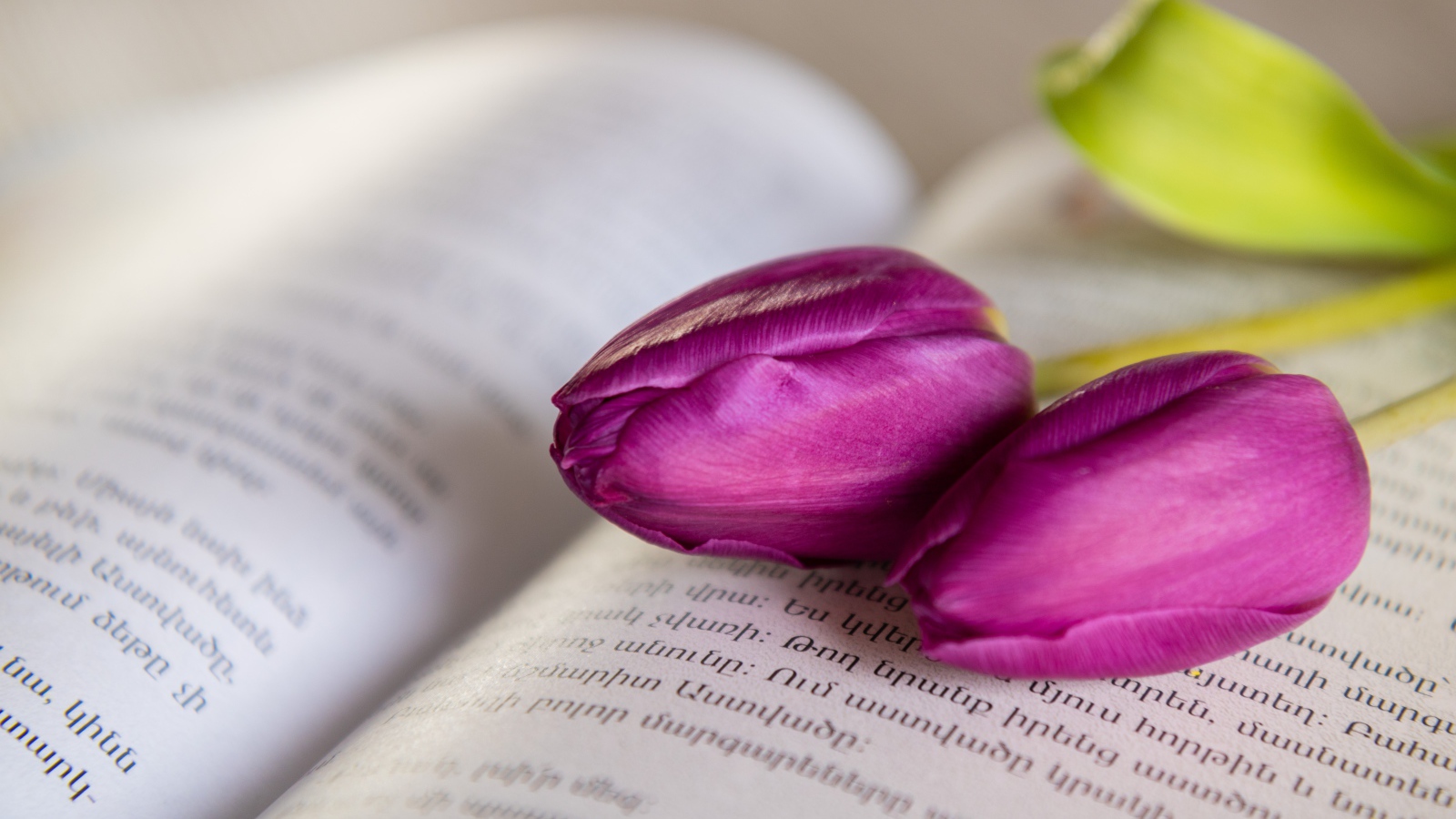 Два сиреневых тюльпана лежат на книге