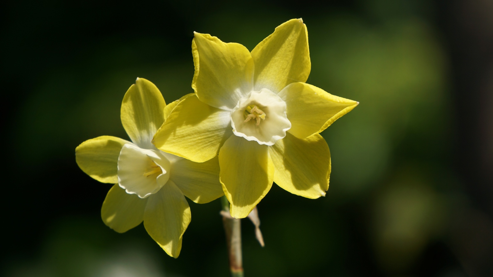 Два желтых цветка нарцисса крупным планом