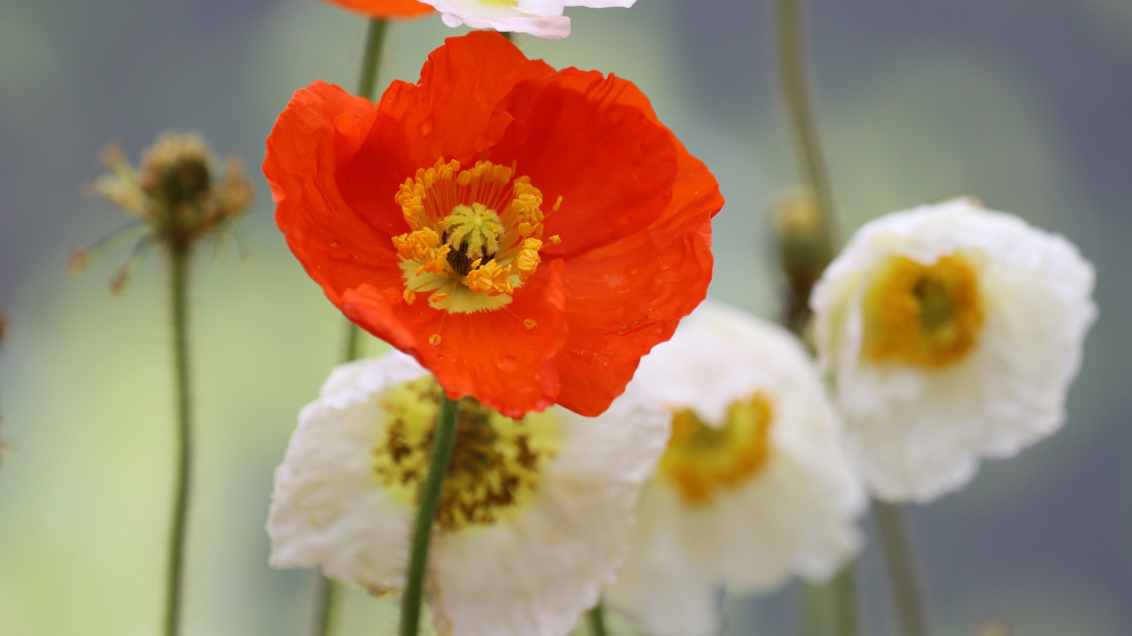 Белые и красные маки крупным планом