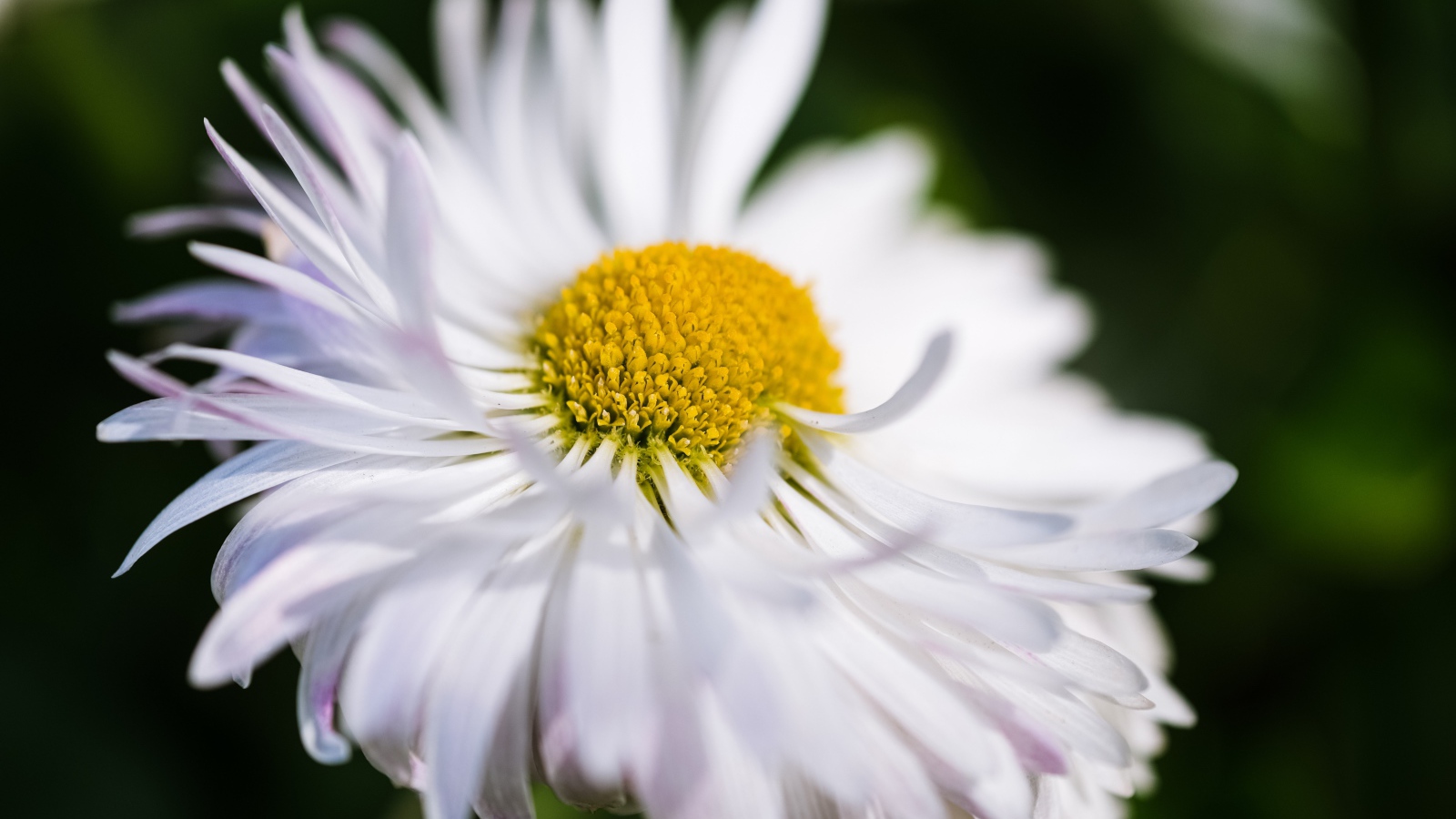 Белый цветок астры крупным планом 