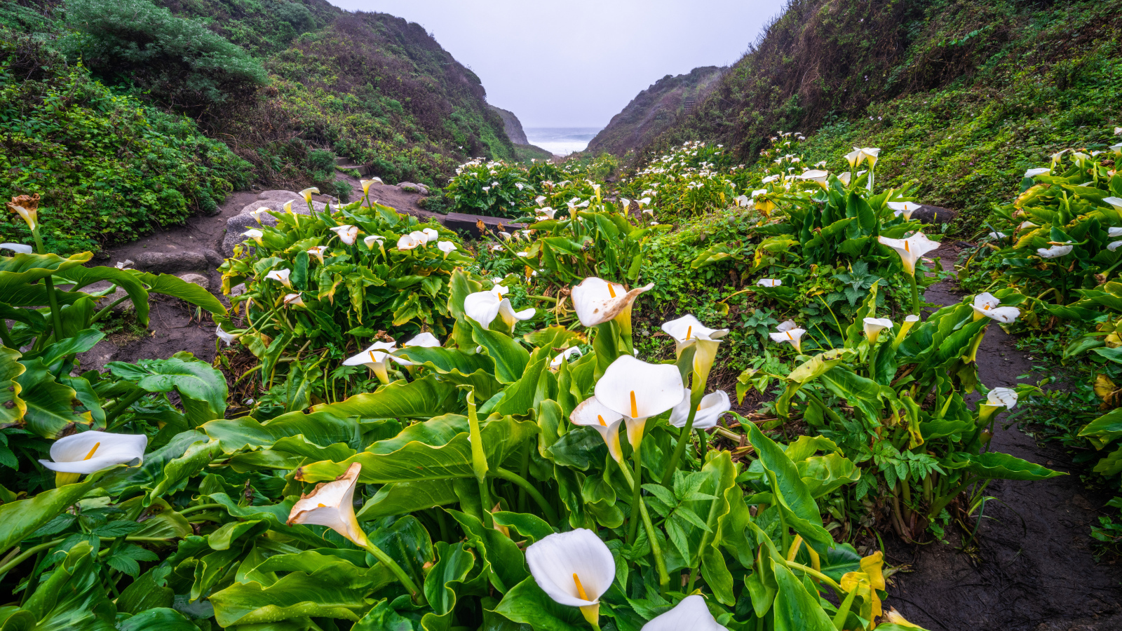 Белые цветы каллы с большими зелеными листьями