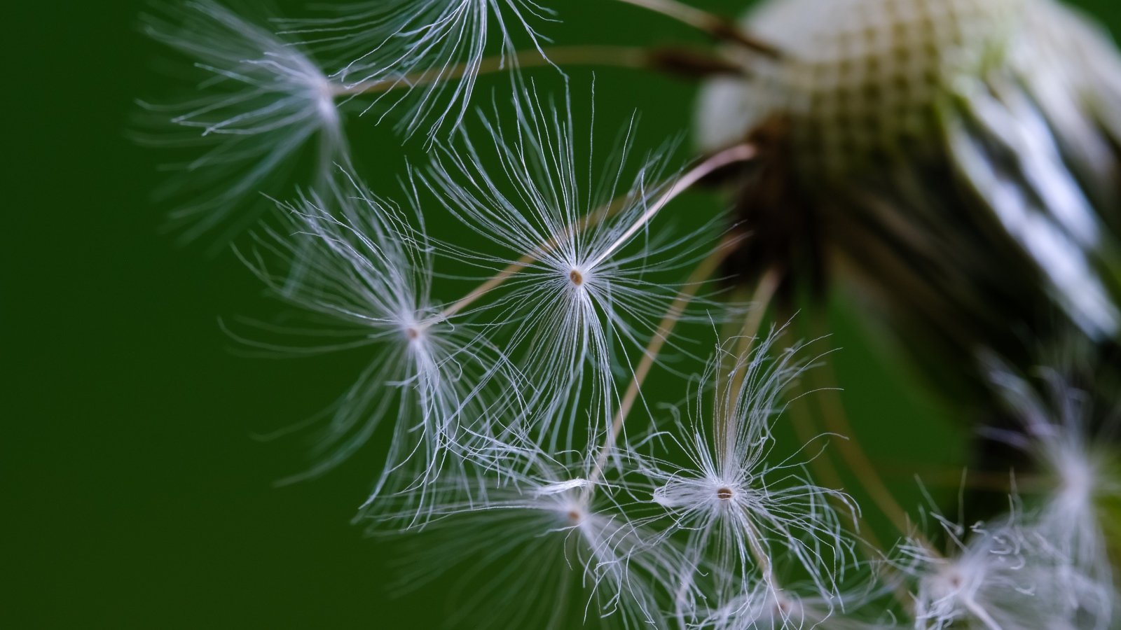 Белые семена одуванчика на зеленом фоне 