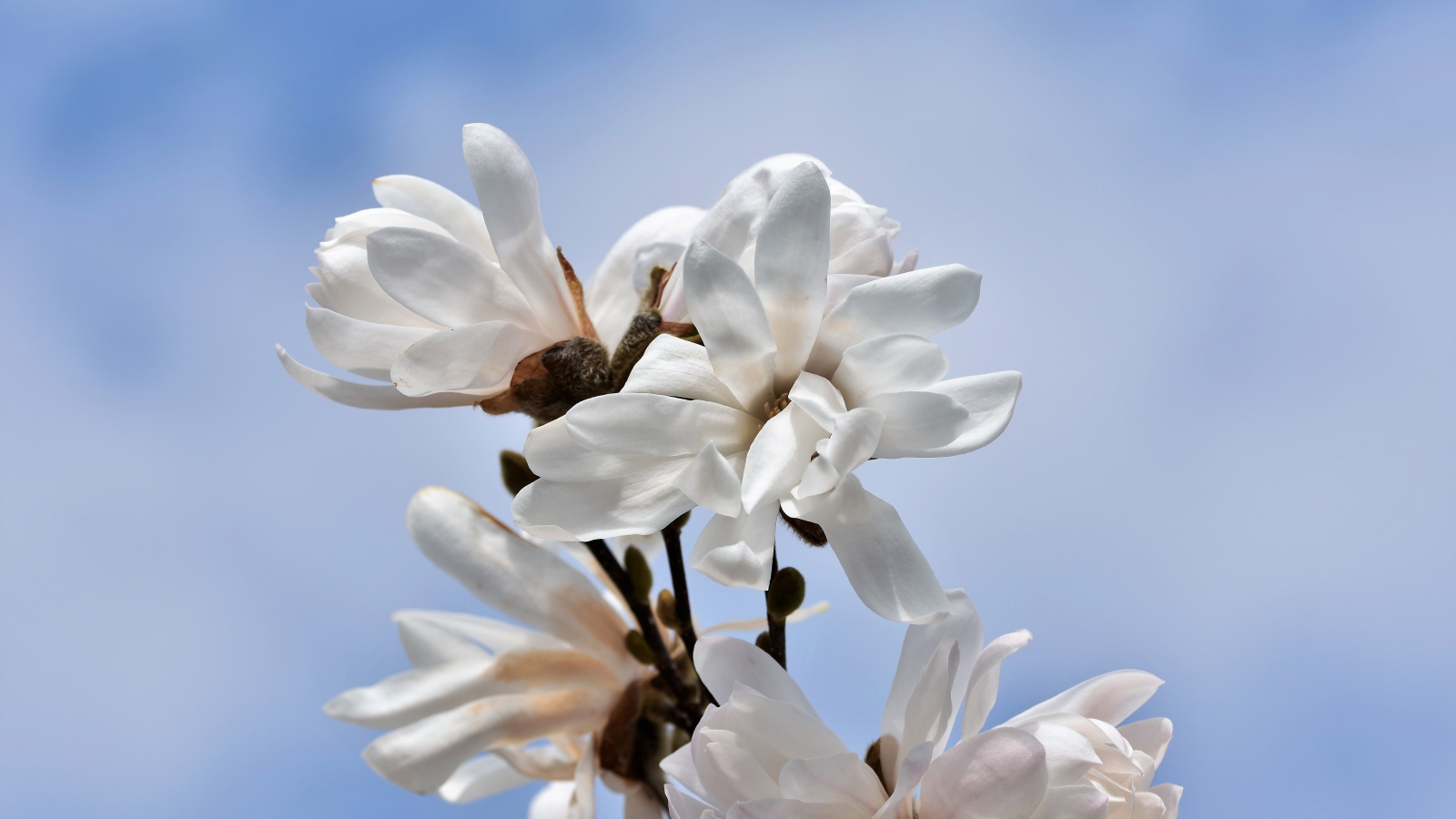 Белые цветы магнолии на голубом фоне