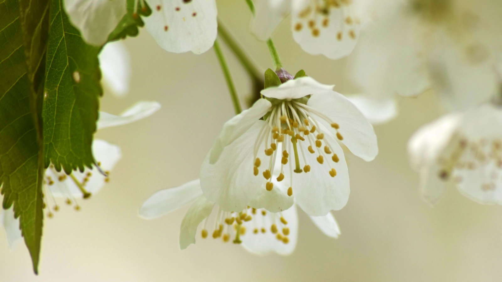 Белые весенние цветы вишни с зелеными листьями 