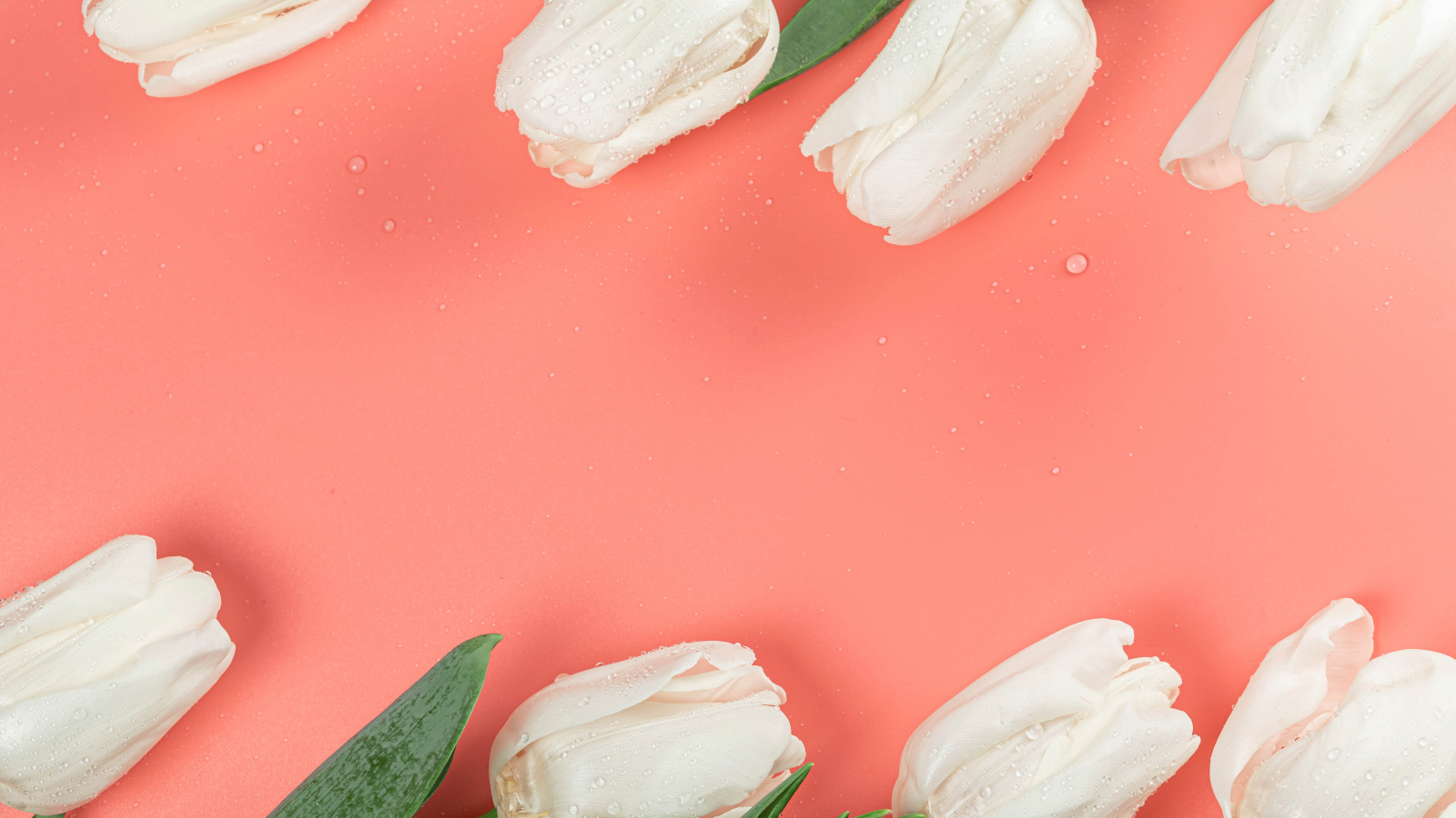 White tulips in dew drops on a pink background