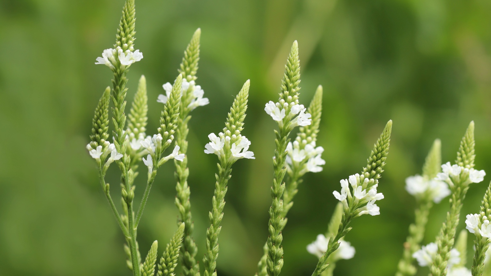 Белые полевые цветы на зеленом фоне