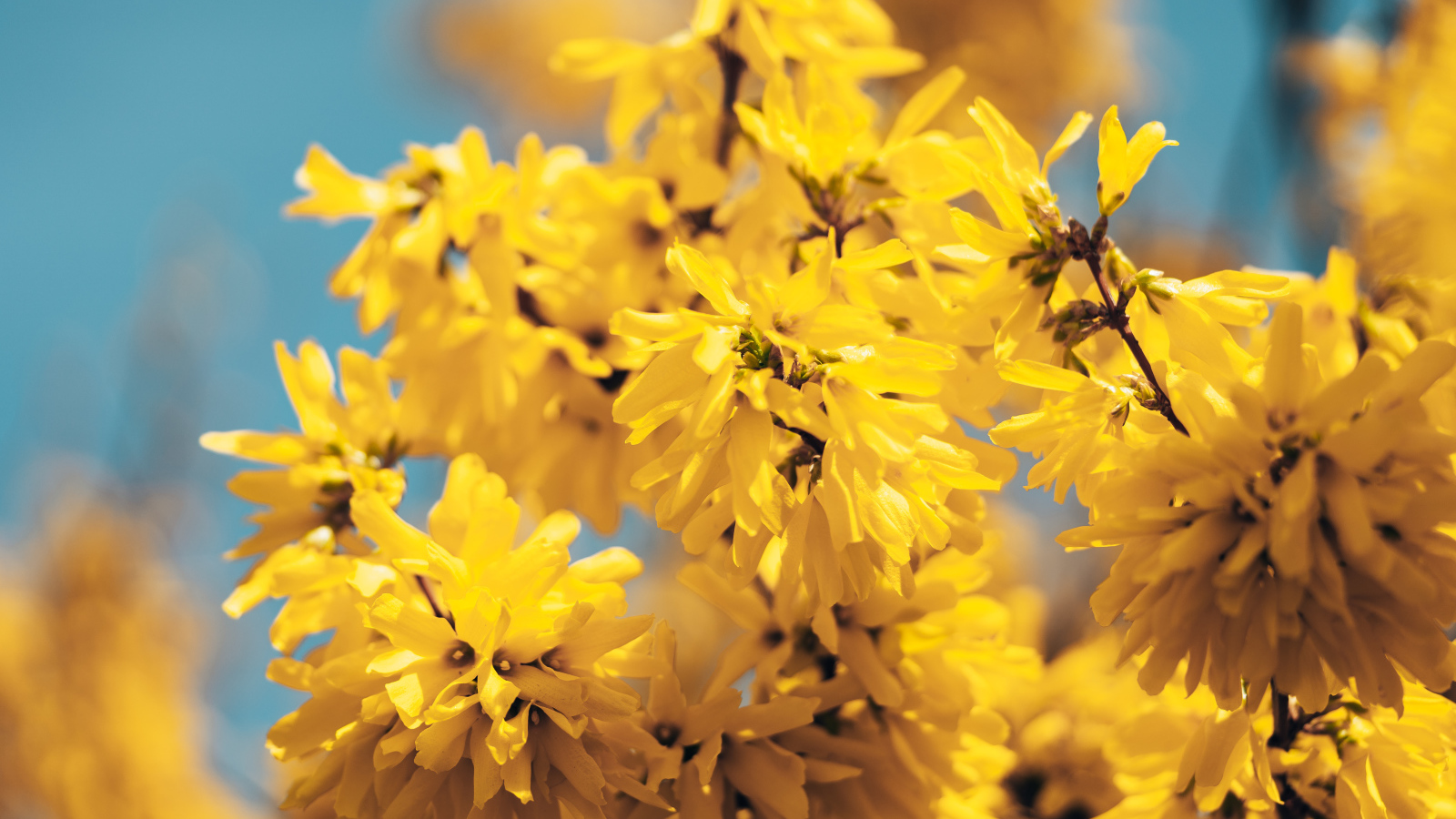 Желтые цветы Форзиция крупным планом 