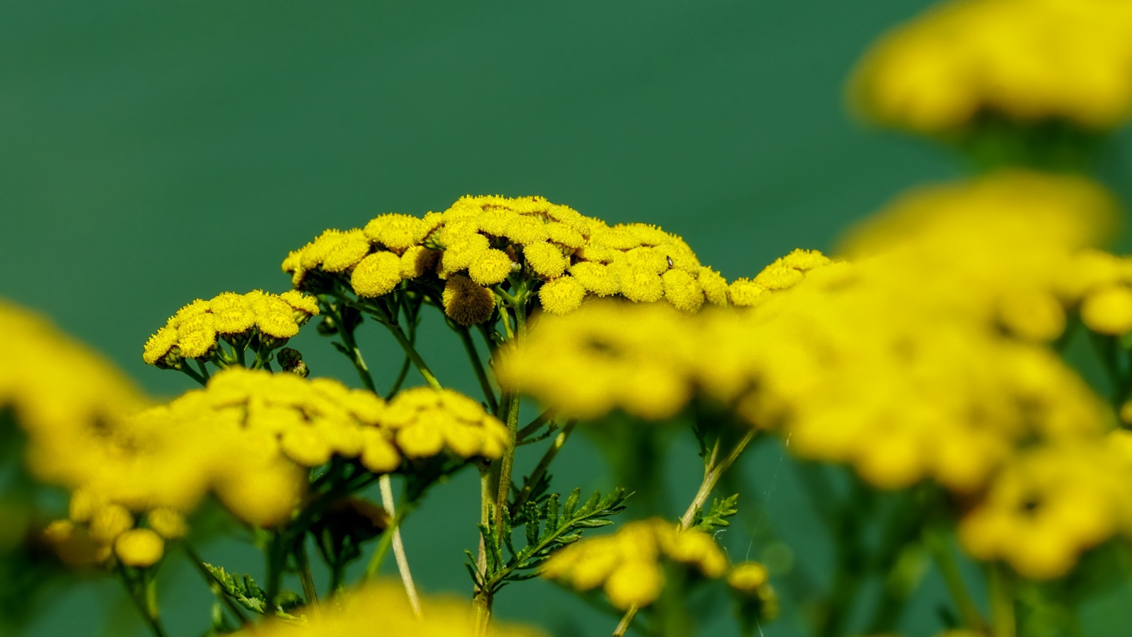 Желтые цветы пижмы на зеленом фоне крупным планом