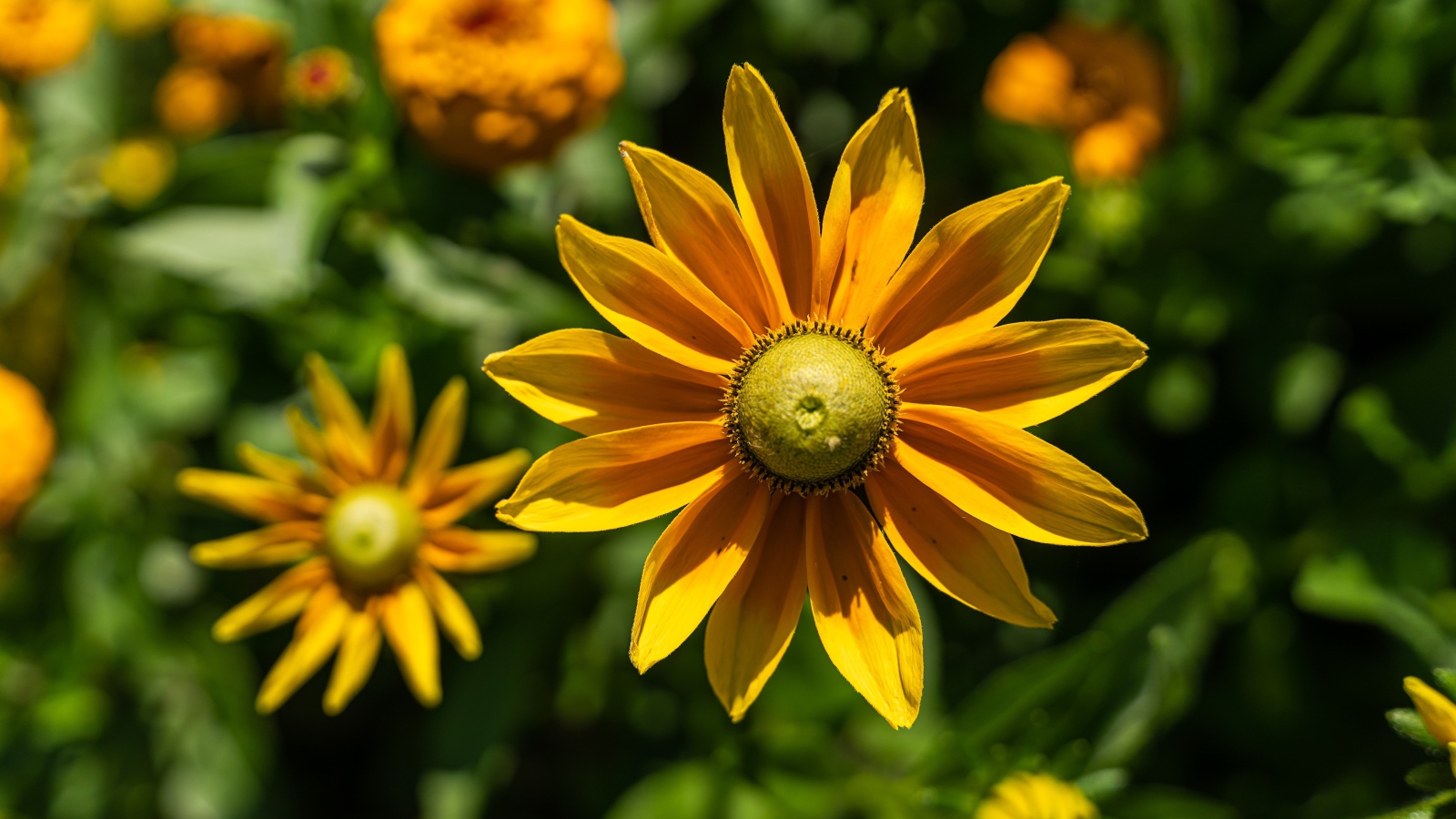 Желтый цветок рудбекия с бутонами крупным планом 
