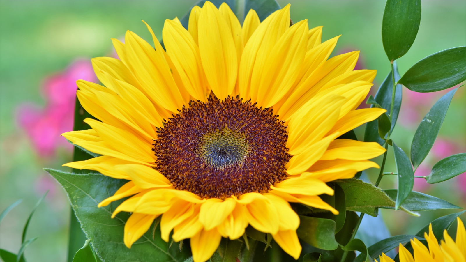 Желтый цветок подсолнуха в зеленых листьях крупным планом