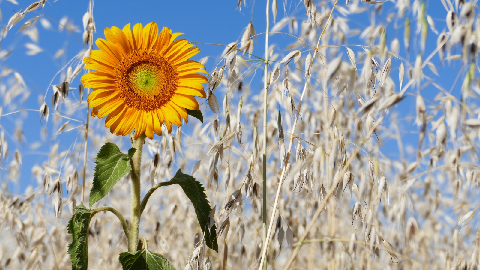 Желтый подсолнух на поле с колосьями 