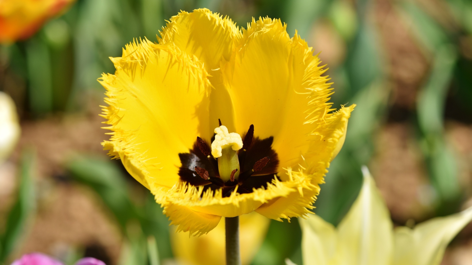 Желтый тюльпан в лучах солнца