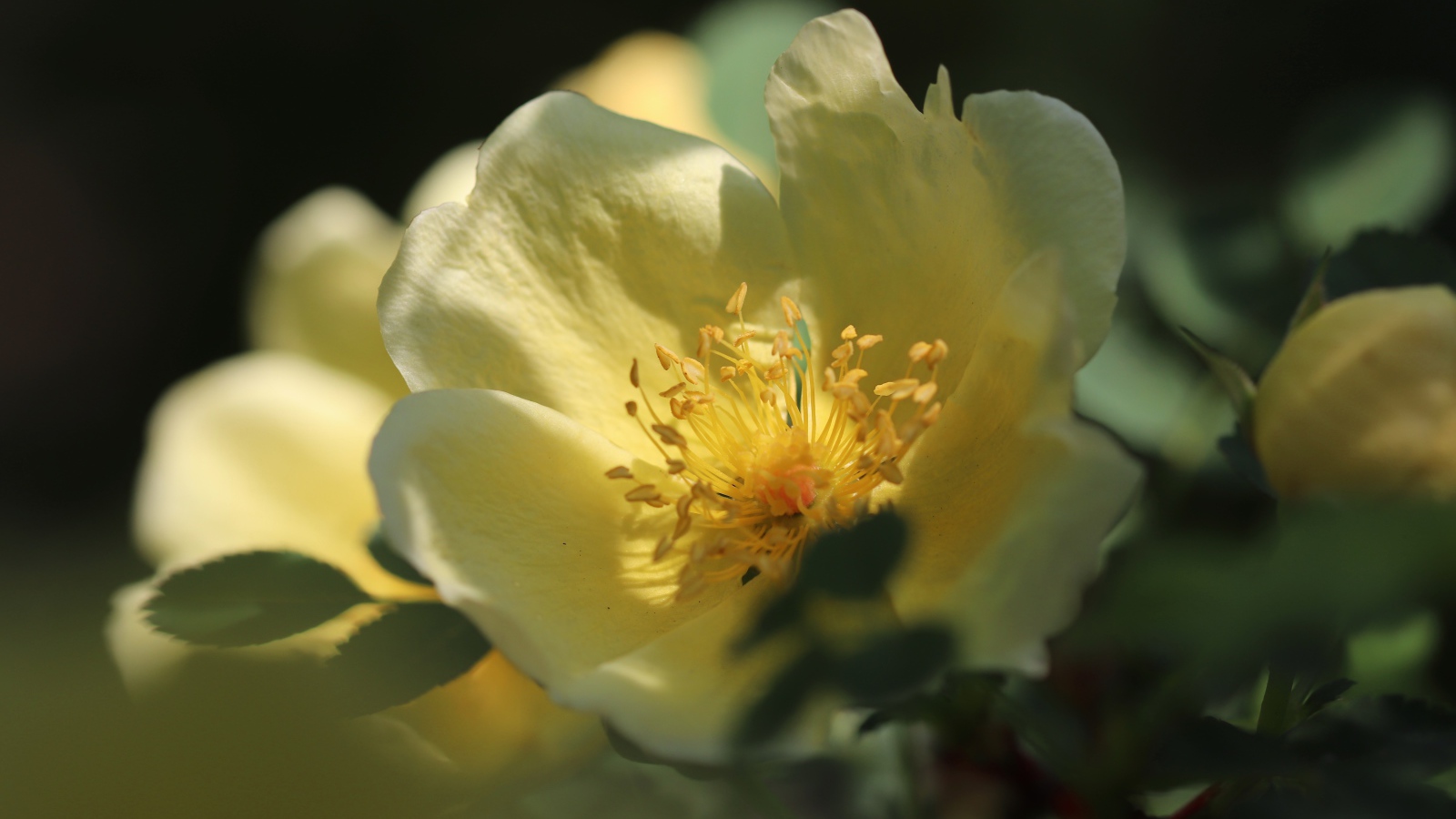 Желтые цветы дикой розы крупным планом