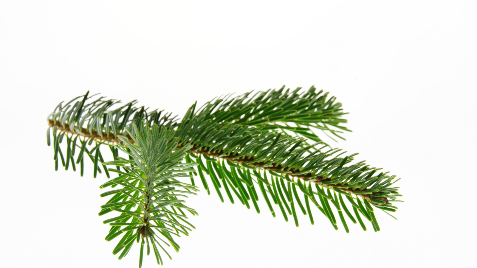 Зеленая ветка ели на белом фоне 