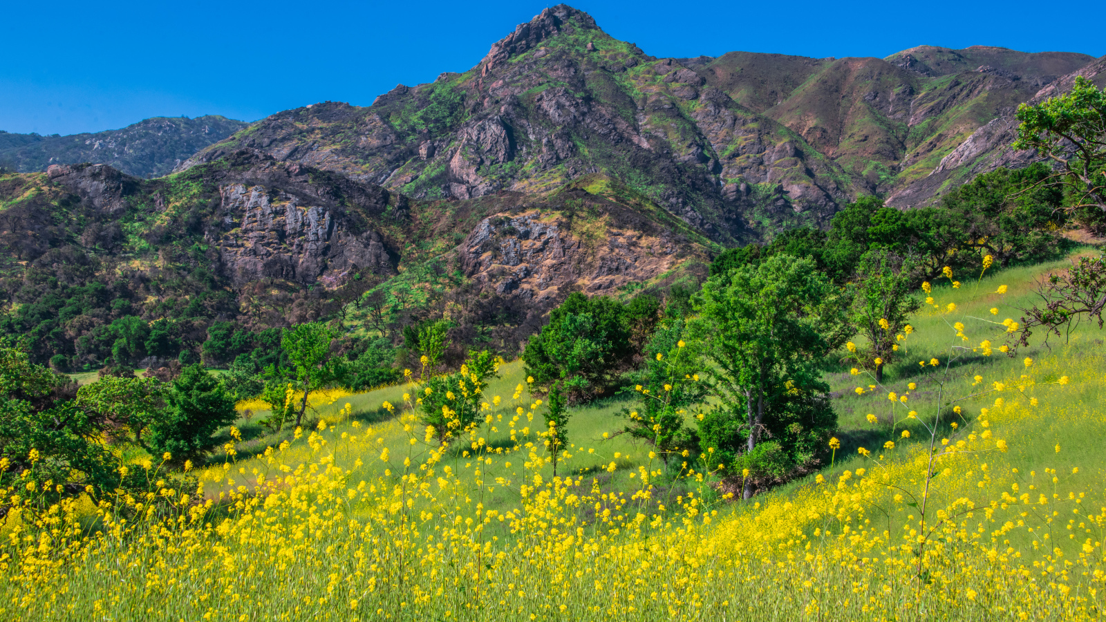 Желтые цветы и зеленая трава у подножия горы