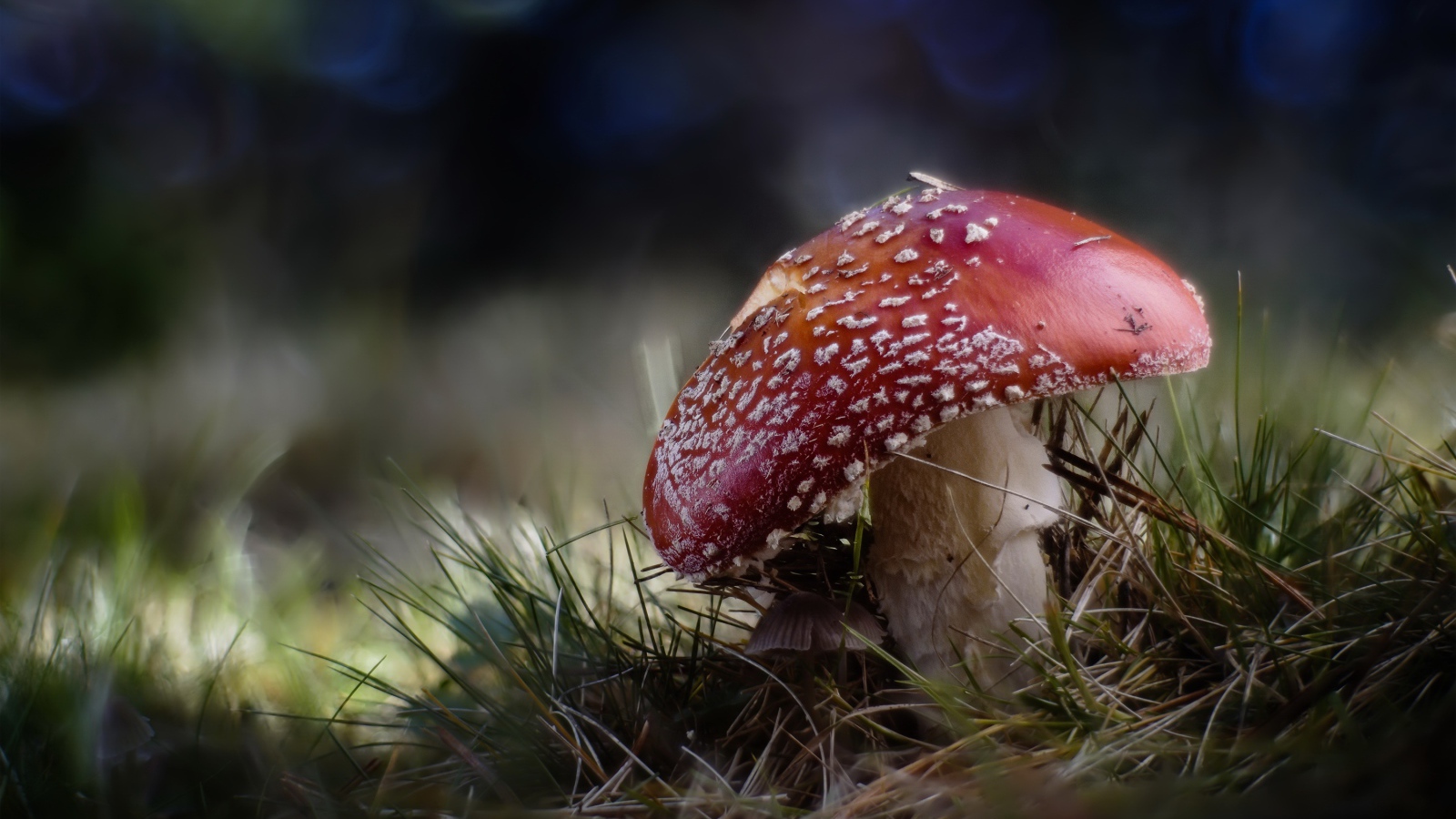 Большой красный мухомор растет на траве