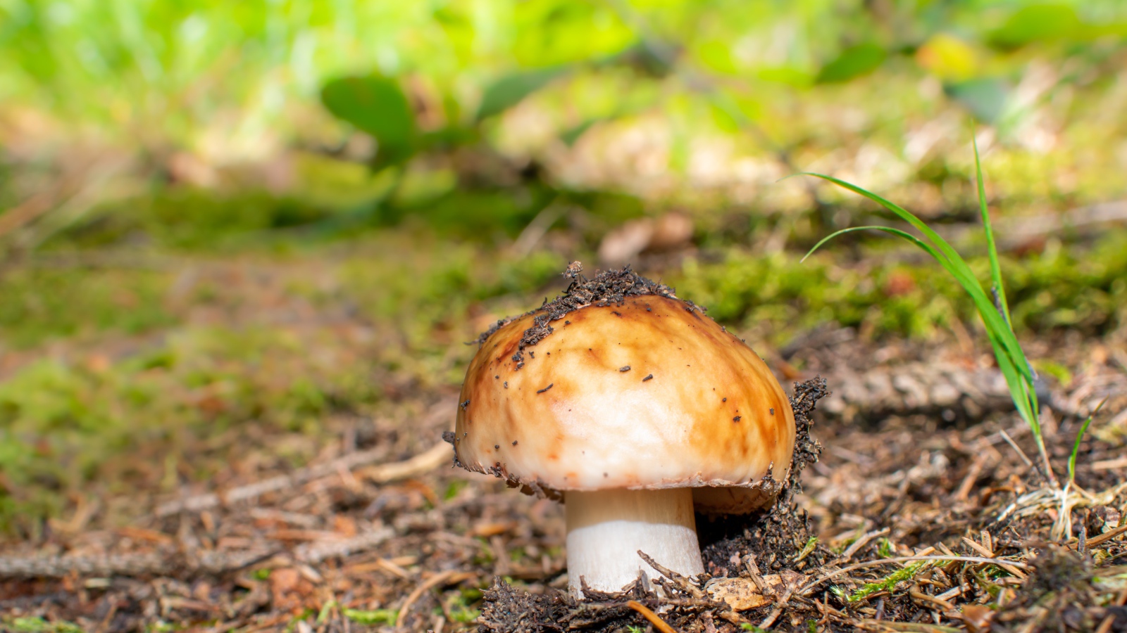 Гриб в земле в лесу