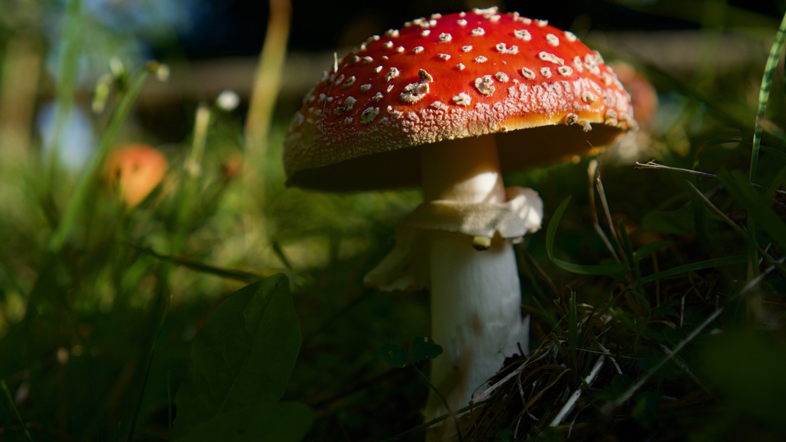 Красный лесной мухомор в зеленой траве