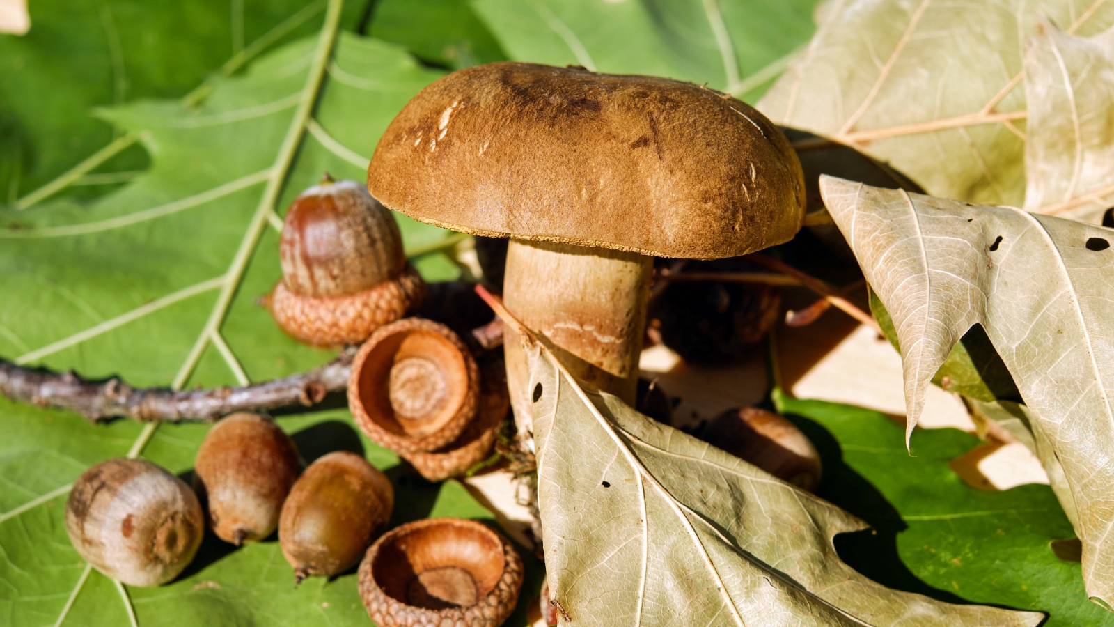 Белый гриб с желудями на листьях 