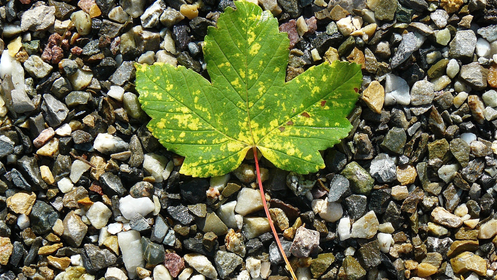 Зеленый лист лежит мелких камнях 