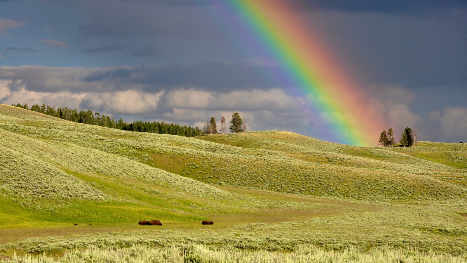 Разноцветная радуга над зеленым лугом
