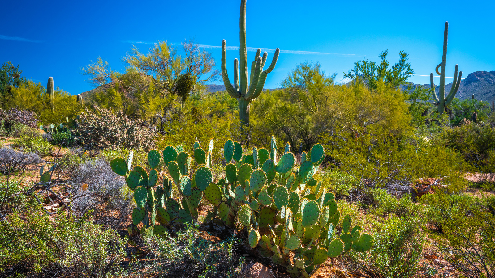 Зеленые кактусы под красивым голубым небом, США 