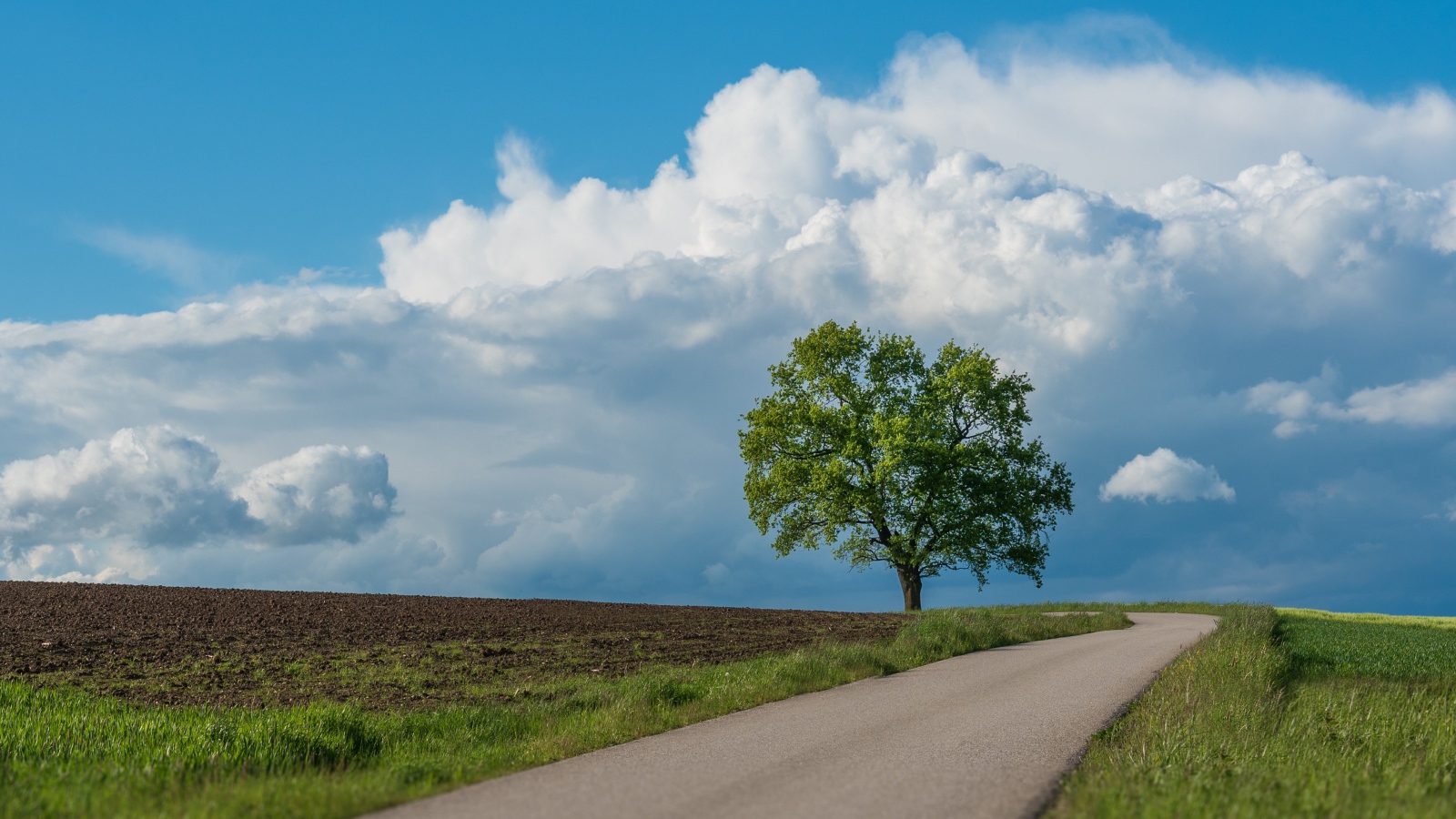 Зеленое дерево у дороги под голубым небом 