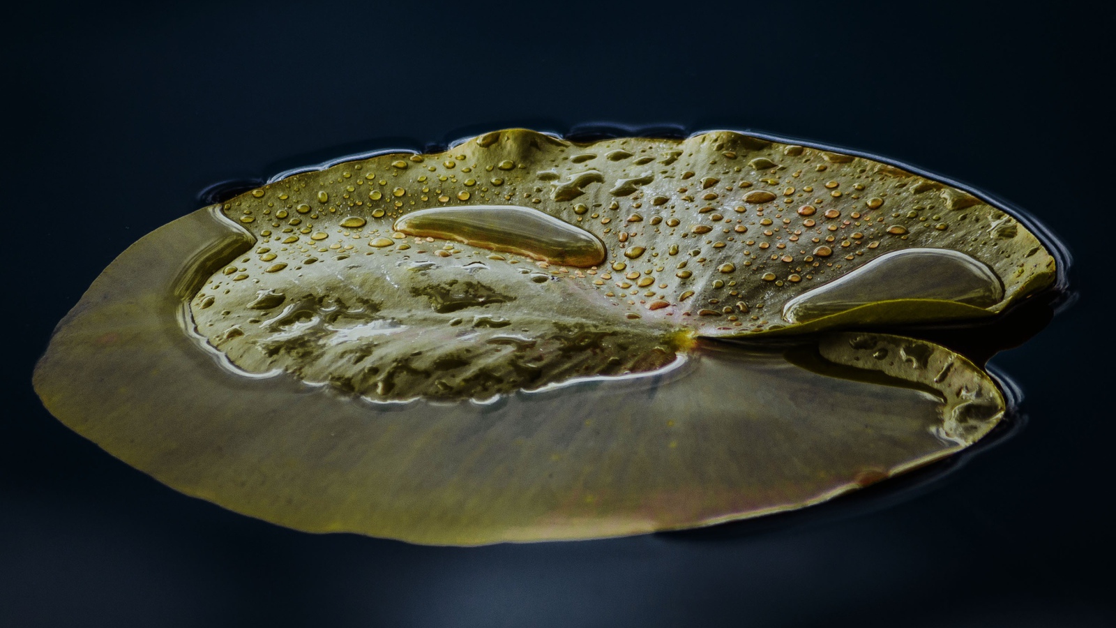 Большой зеленый лист лилии в воде 