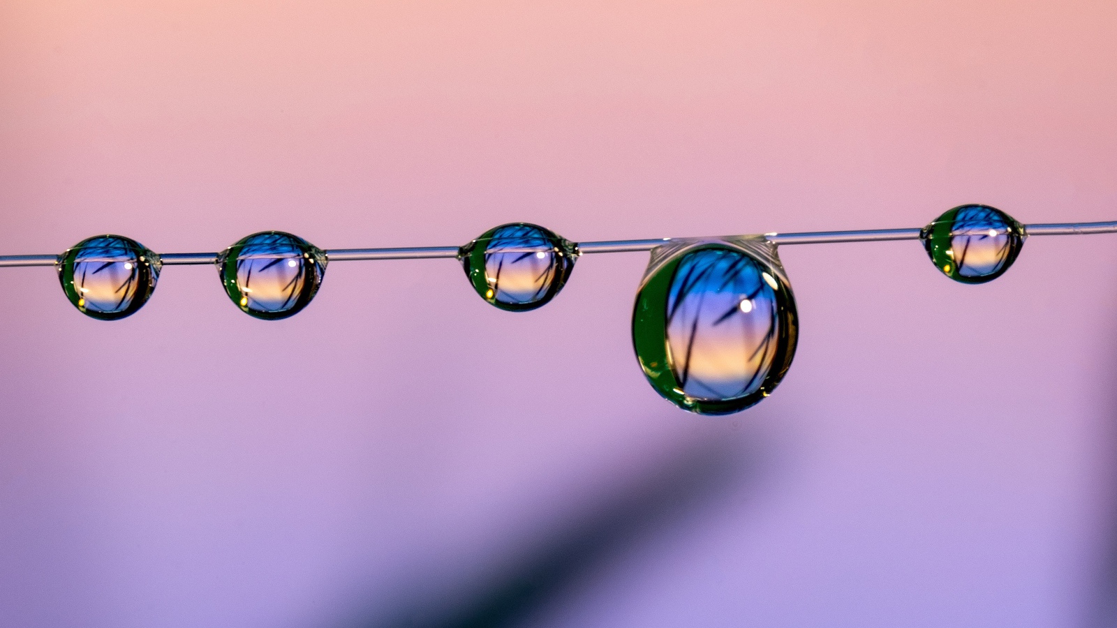 Капли воды на тонкой леске на розовом фоне