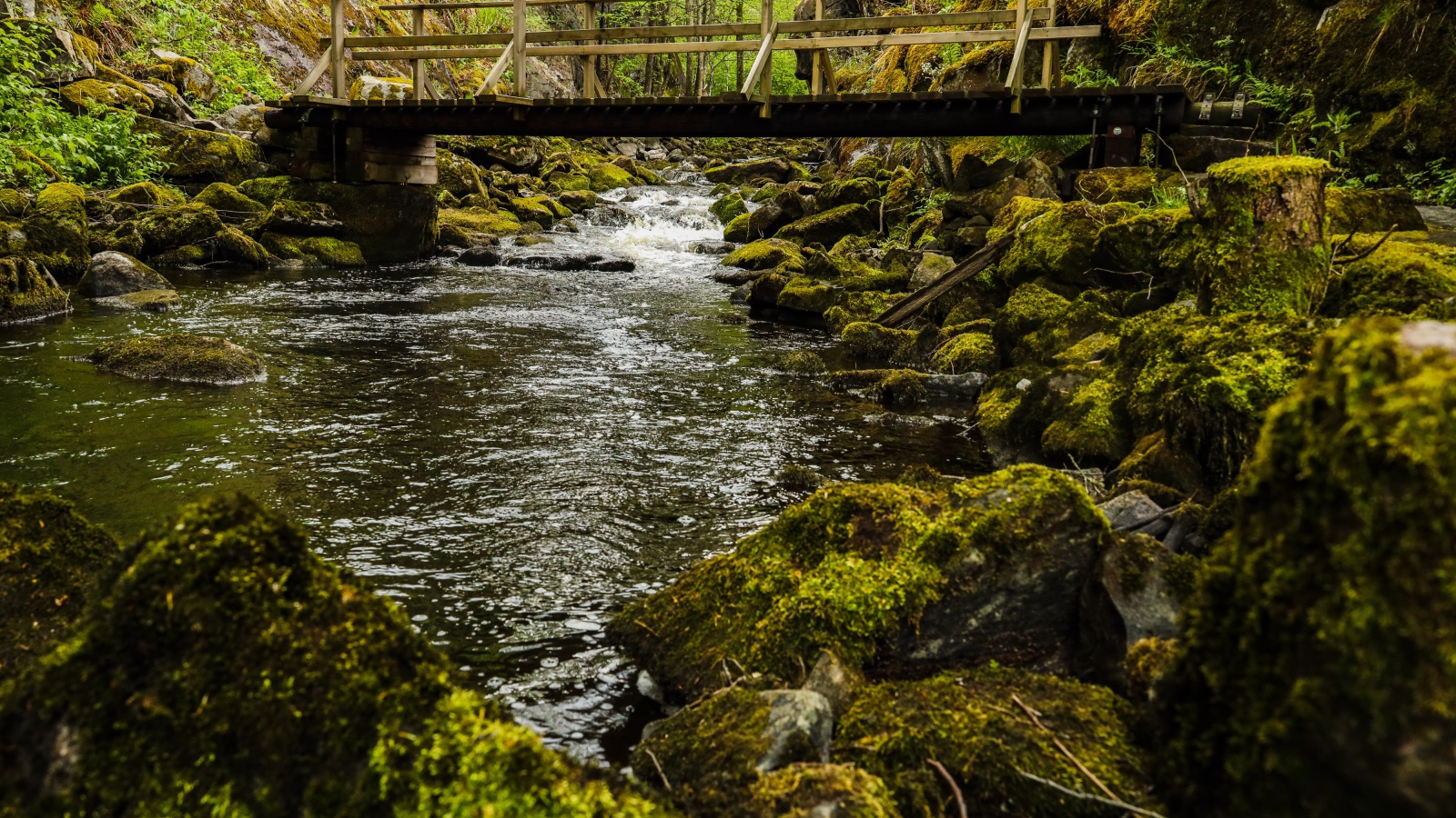 Покрытые мхом камни в реке под мостом