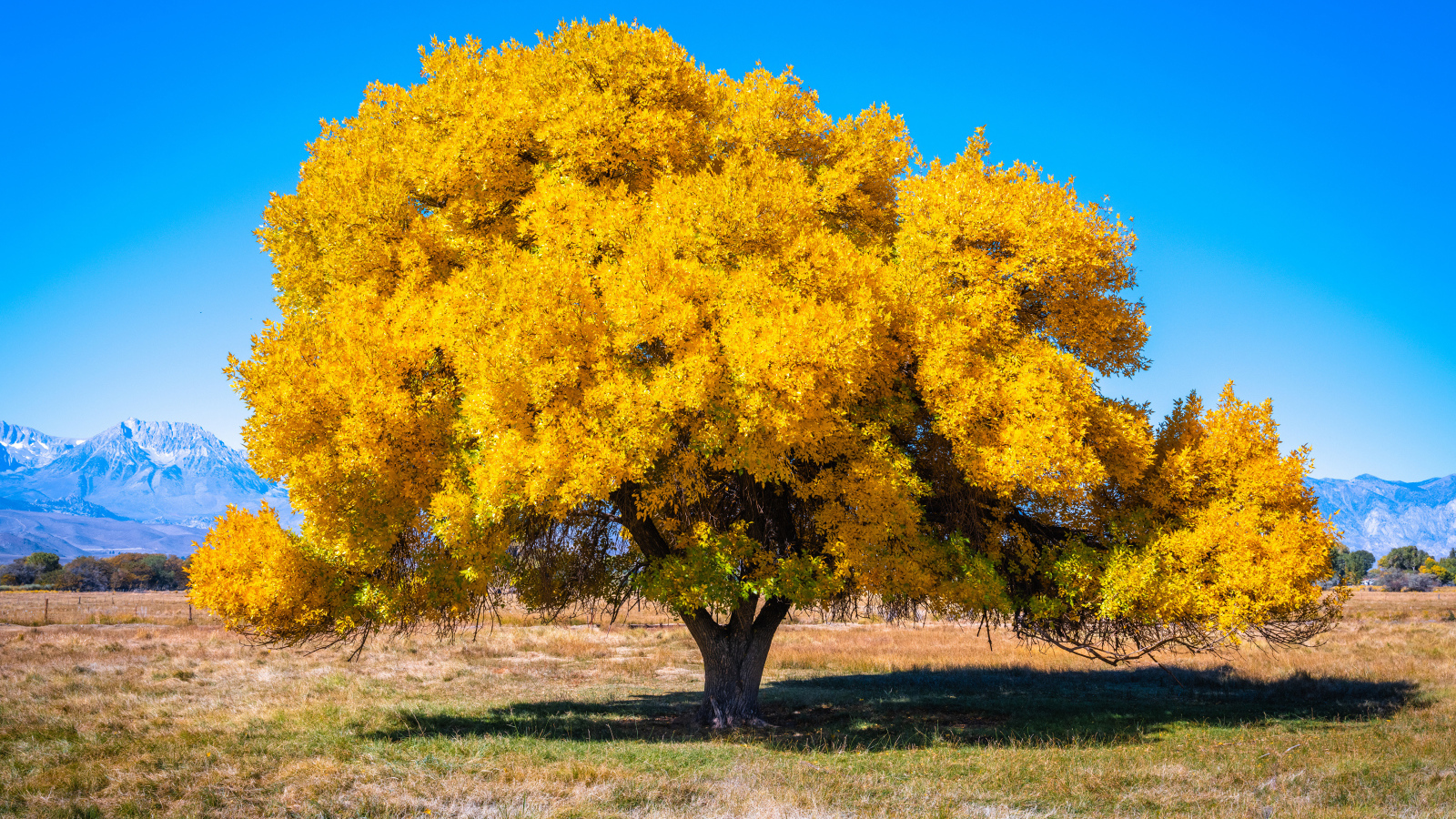 Большое покрытое желтыми листьями дерево под голубым небом