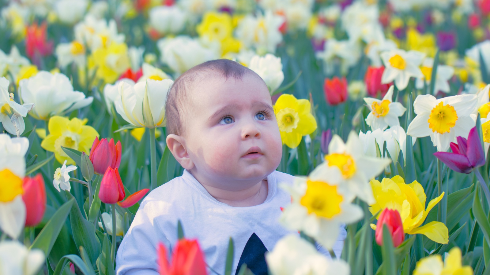 Маленький ребенок сидит на клумбе с тюльпанами и нарциссами 