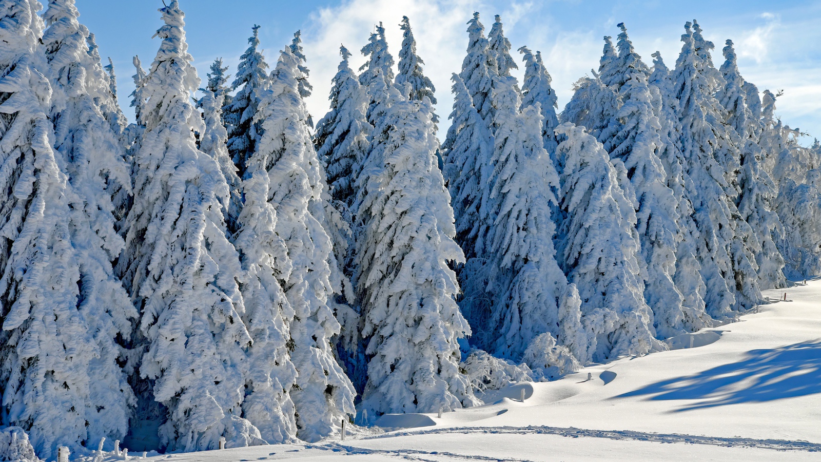 Высокие белые заснеженные ели под голубым небом зимой