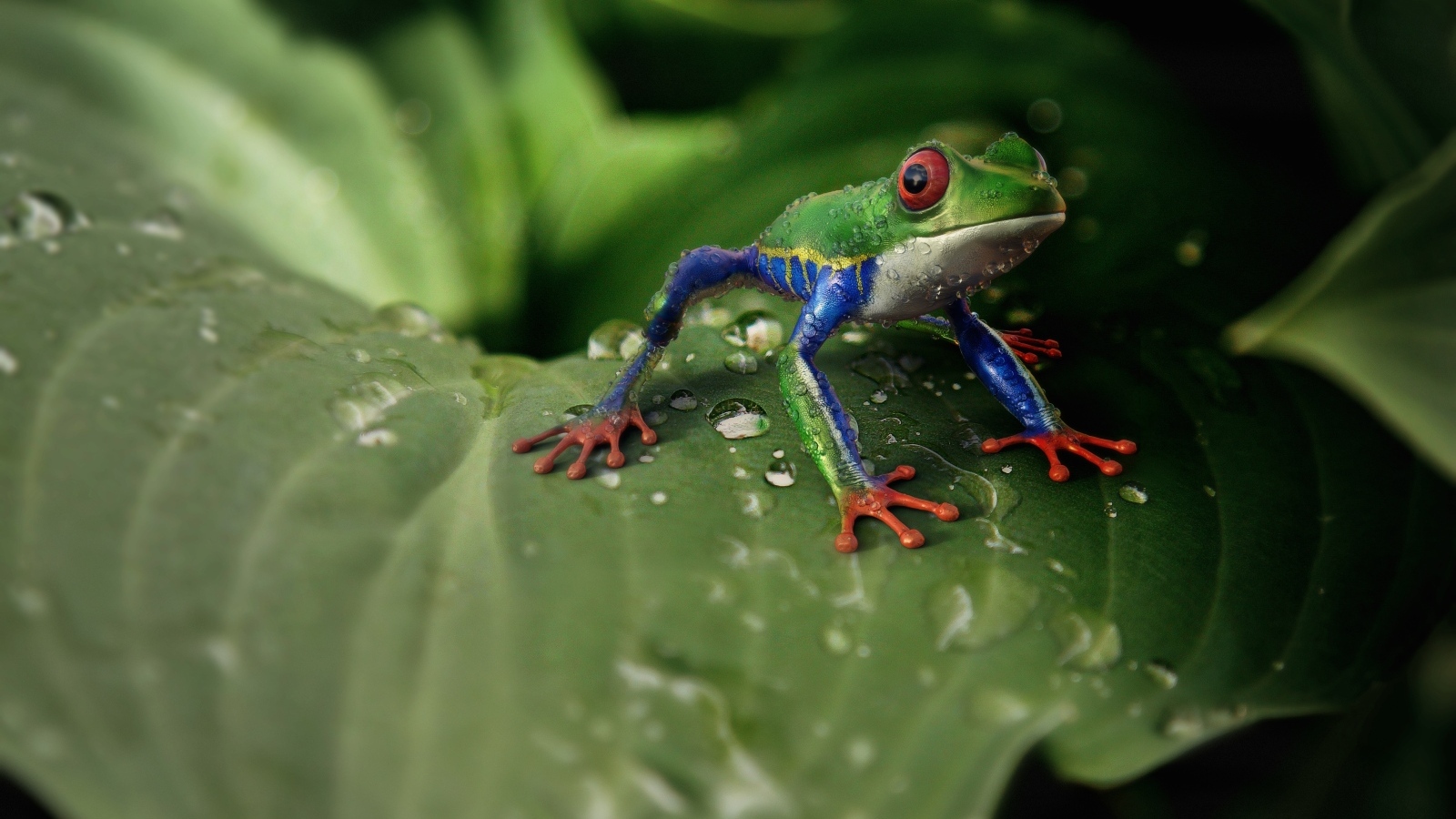 Маленькая зеленая лягушка сидит на зеленом листе
