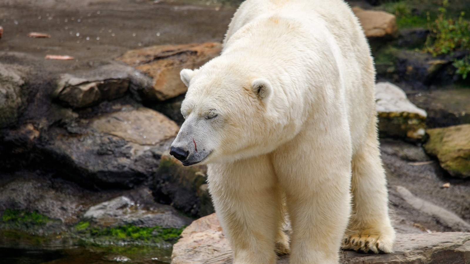 Большой белый медведь стоит у воды в зоопарке