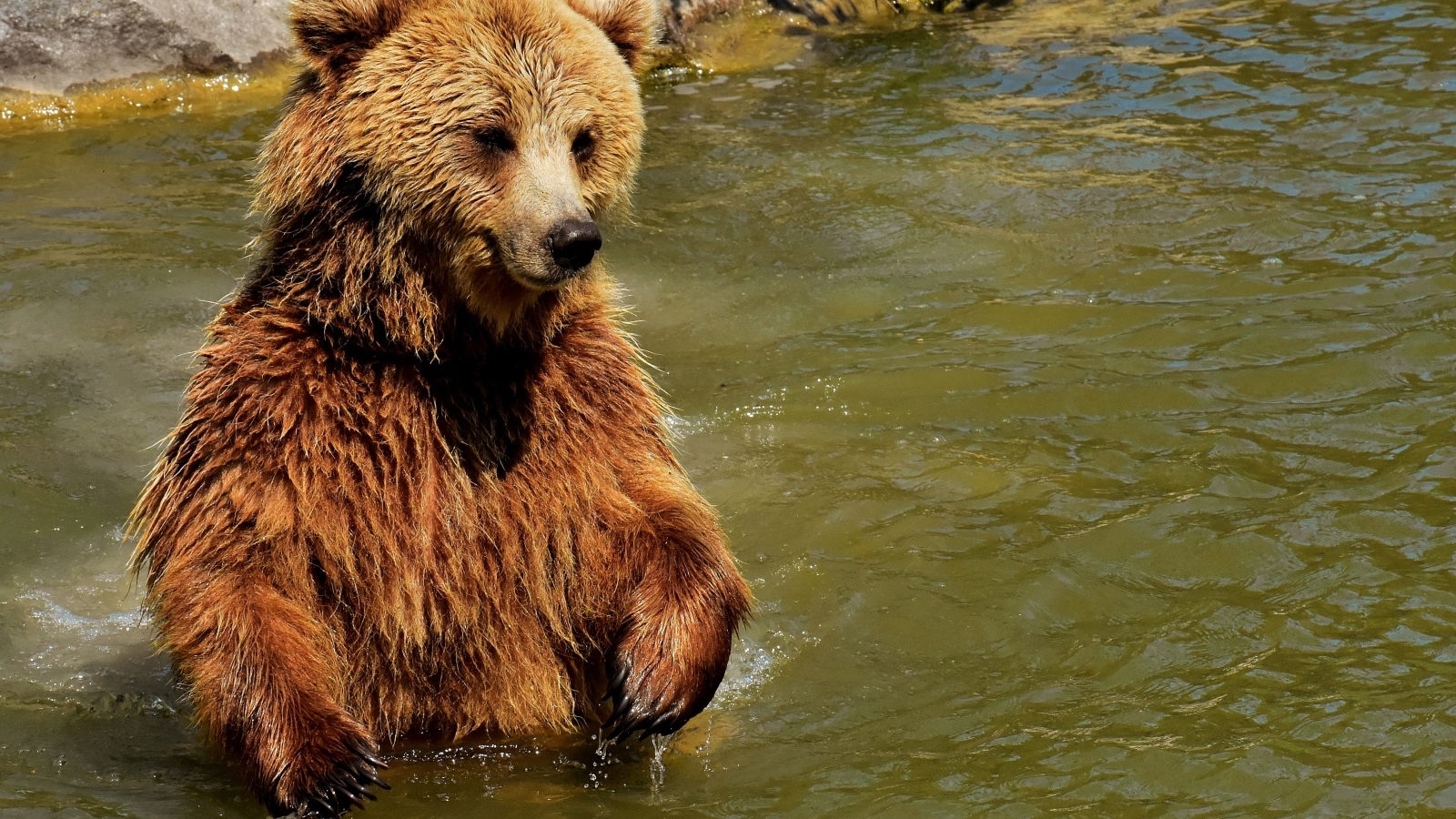 Большой бурый медведь в воде