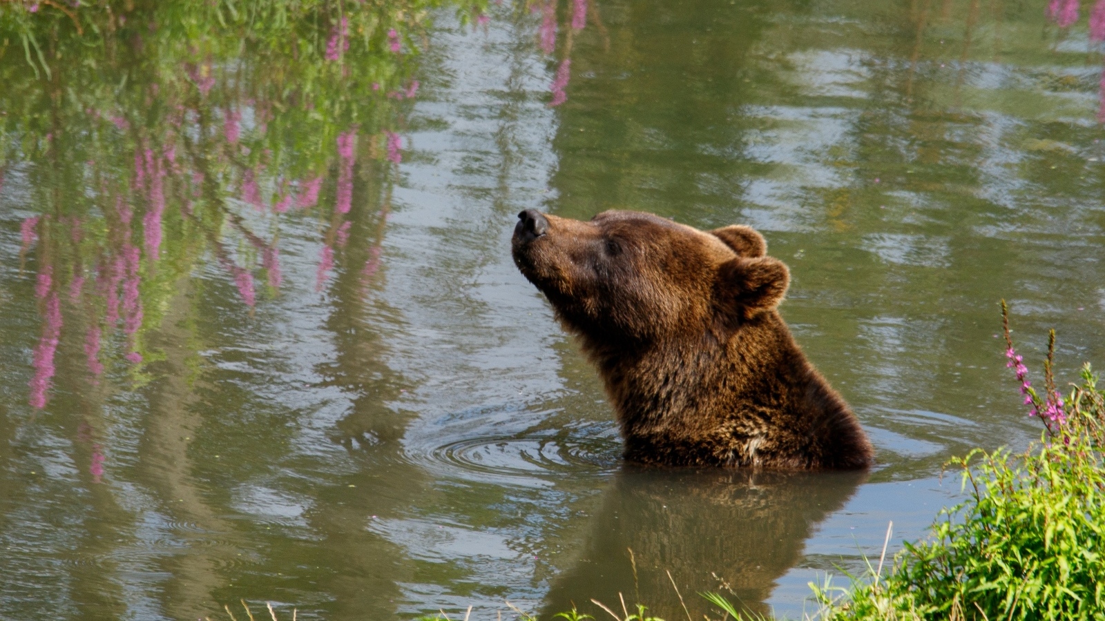 Большой бурый медведь плавает в воде