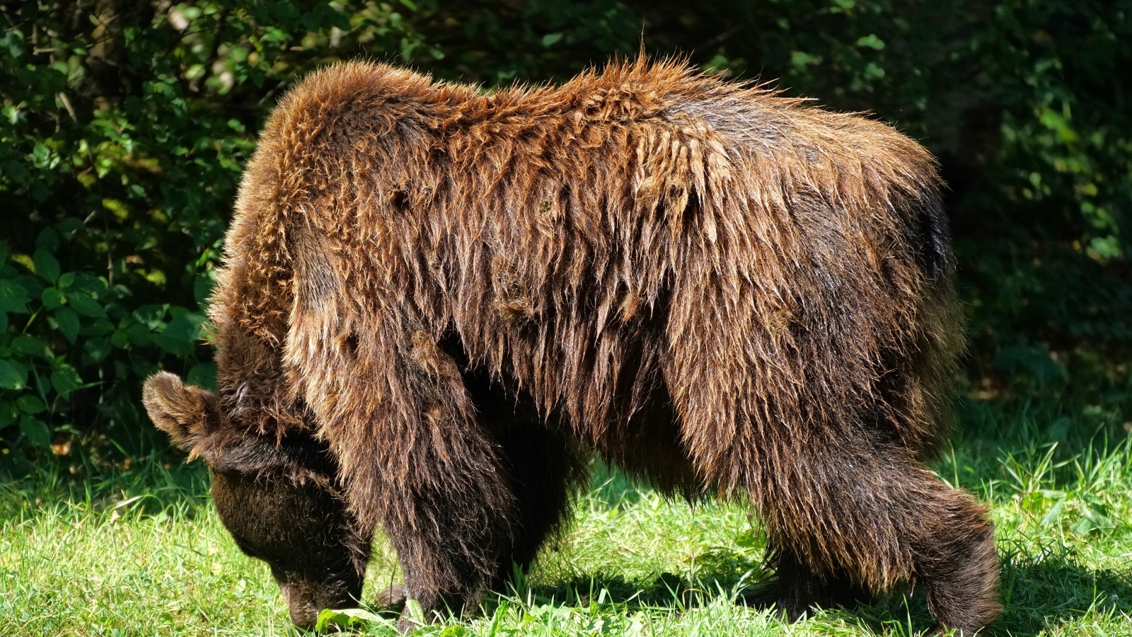 Большой мокрый бурый медведь на траве