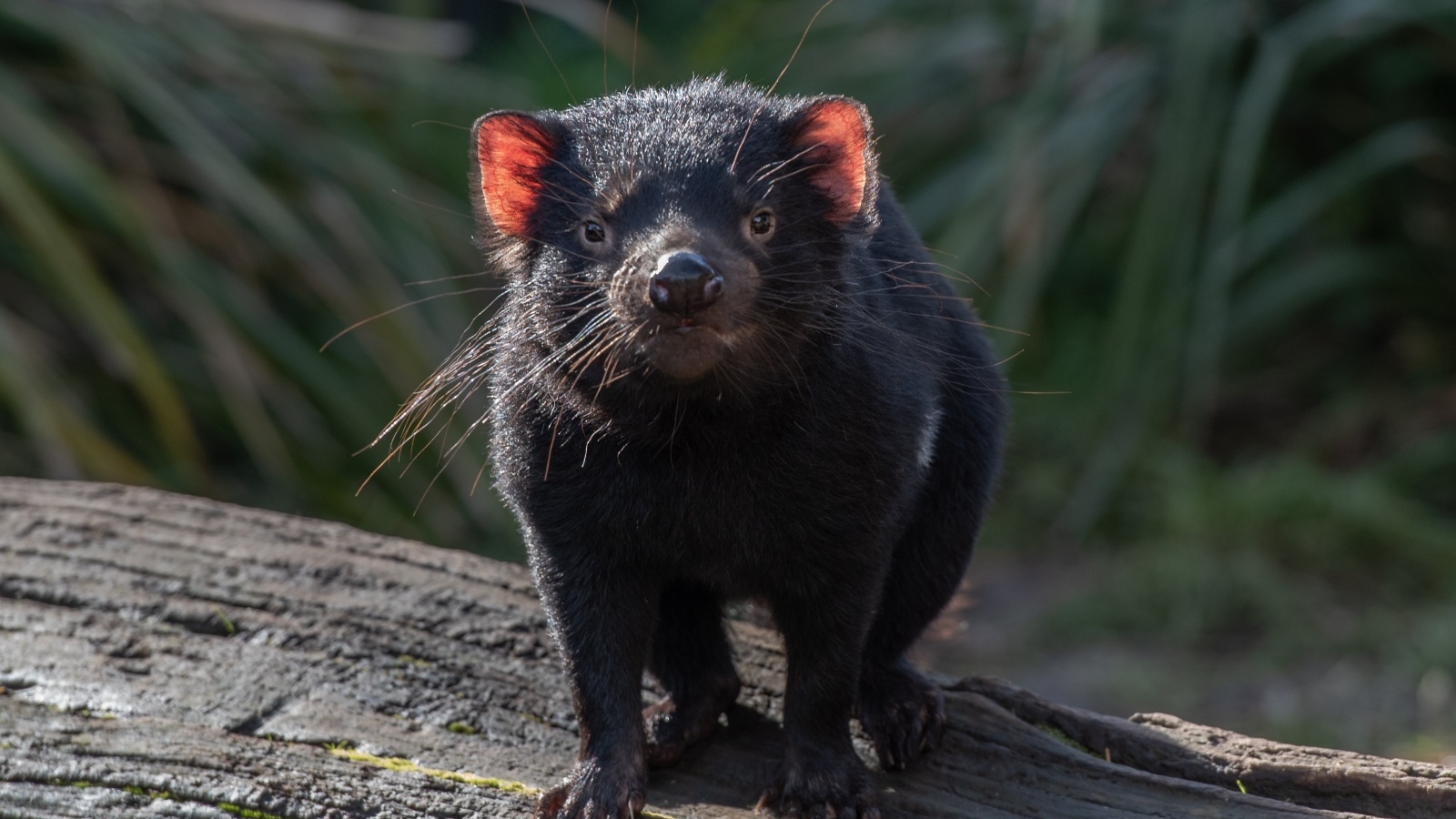 Черный тасманский дьявол вблизи