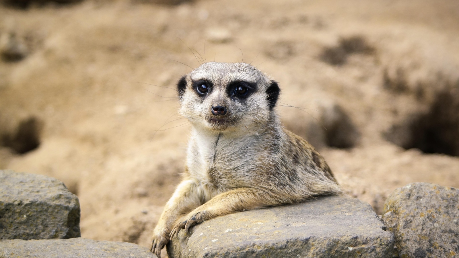 Meerkat with big eyes sits near a stone