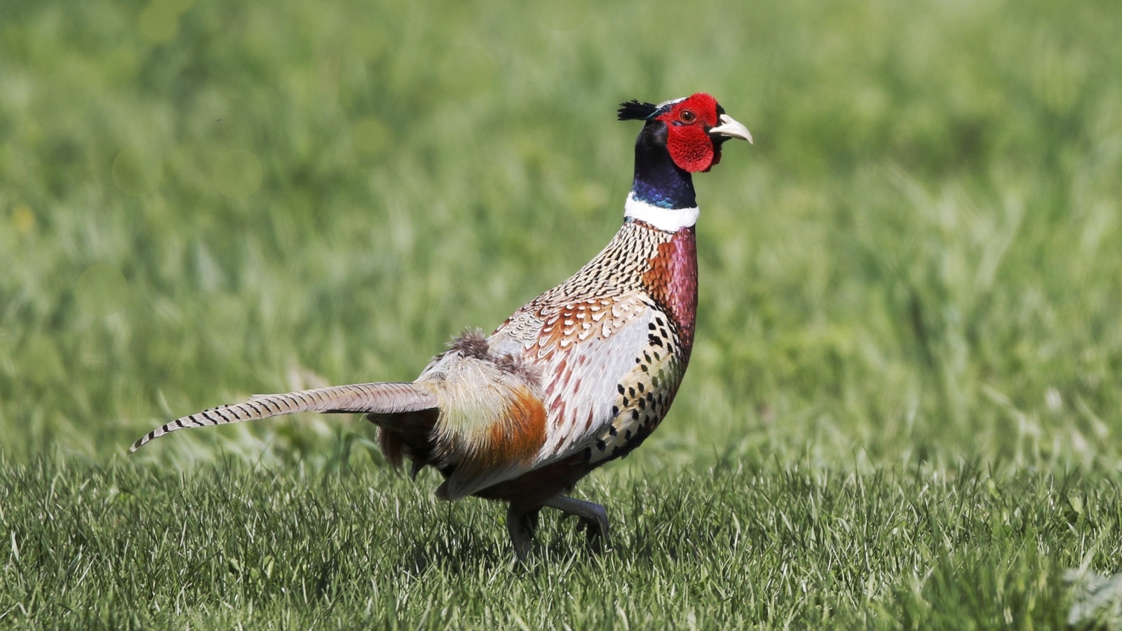 Красивый пестрый фазан идет по траве