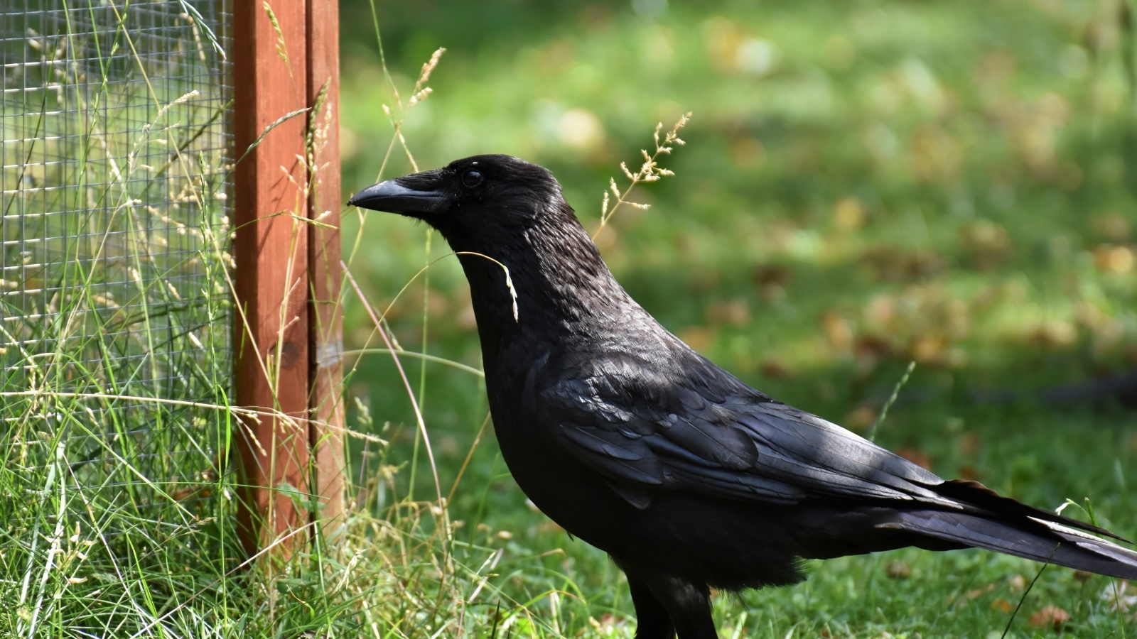 Большой черный ворон стоит на траве