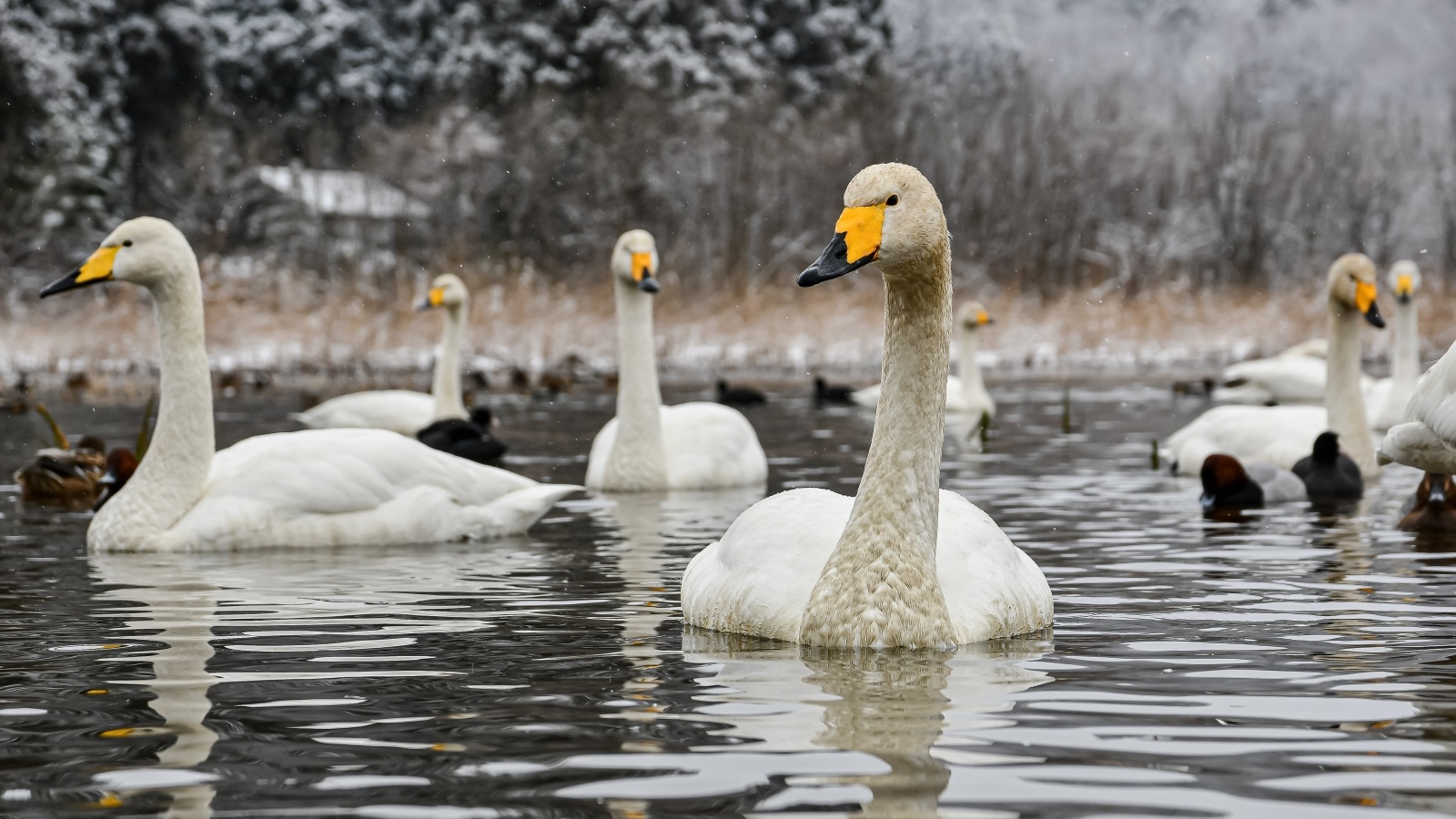 Стая белых лебедей в холодном озере зимой