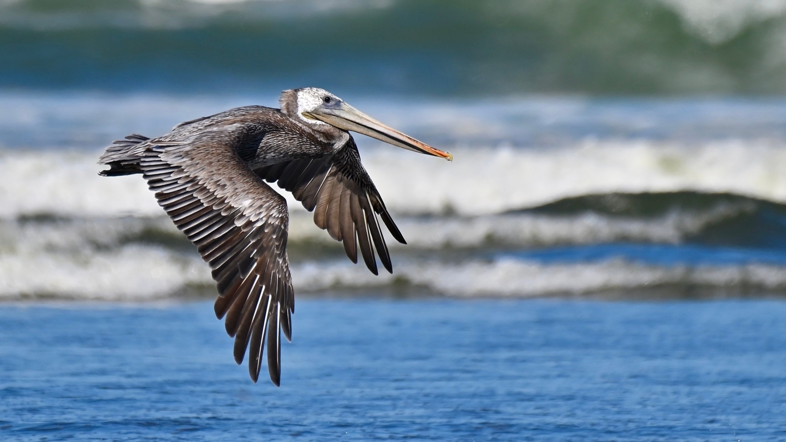 Большой коричневый пеликан летит над водой