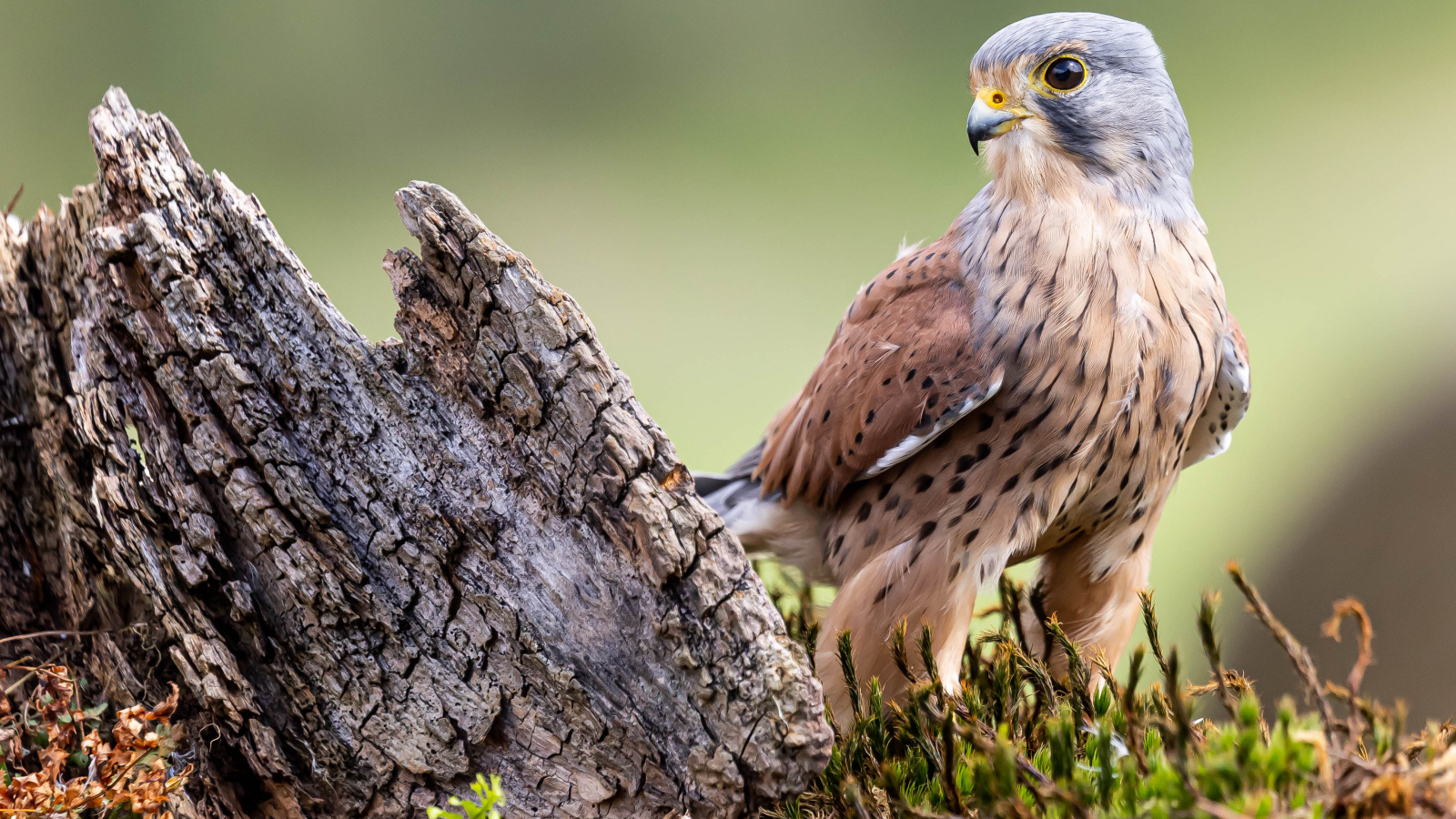 Большой хищный сокол сидит  у коряги